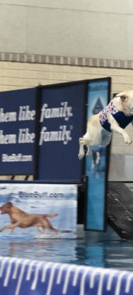A dog flies through the air into a giant pool at Barktoberfest
