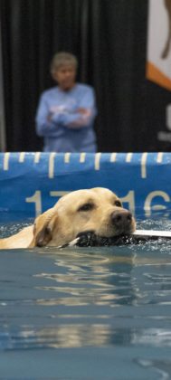 A contestant swims back to its owner.