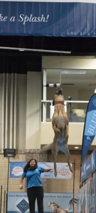 This proud owner can’t contain her excitement as her dog grabs the bumper during the Extreme Vertical practice round.