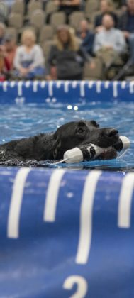 A contestant swims fast in the Speed Retrieve round.