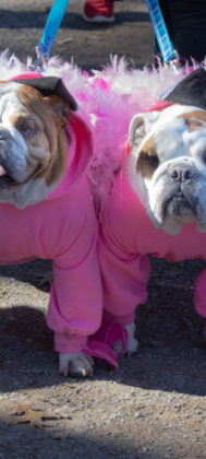 Winston and Marley wear flamingo costumes to Howl-O-Ween.