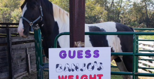Everyone got to guess the weight of Banjo the rescue horse.
