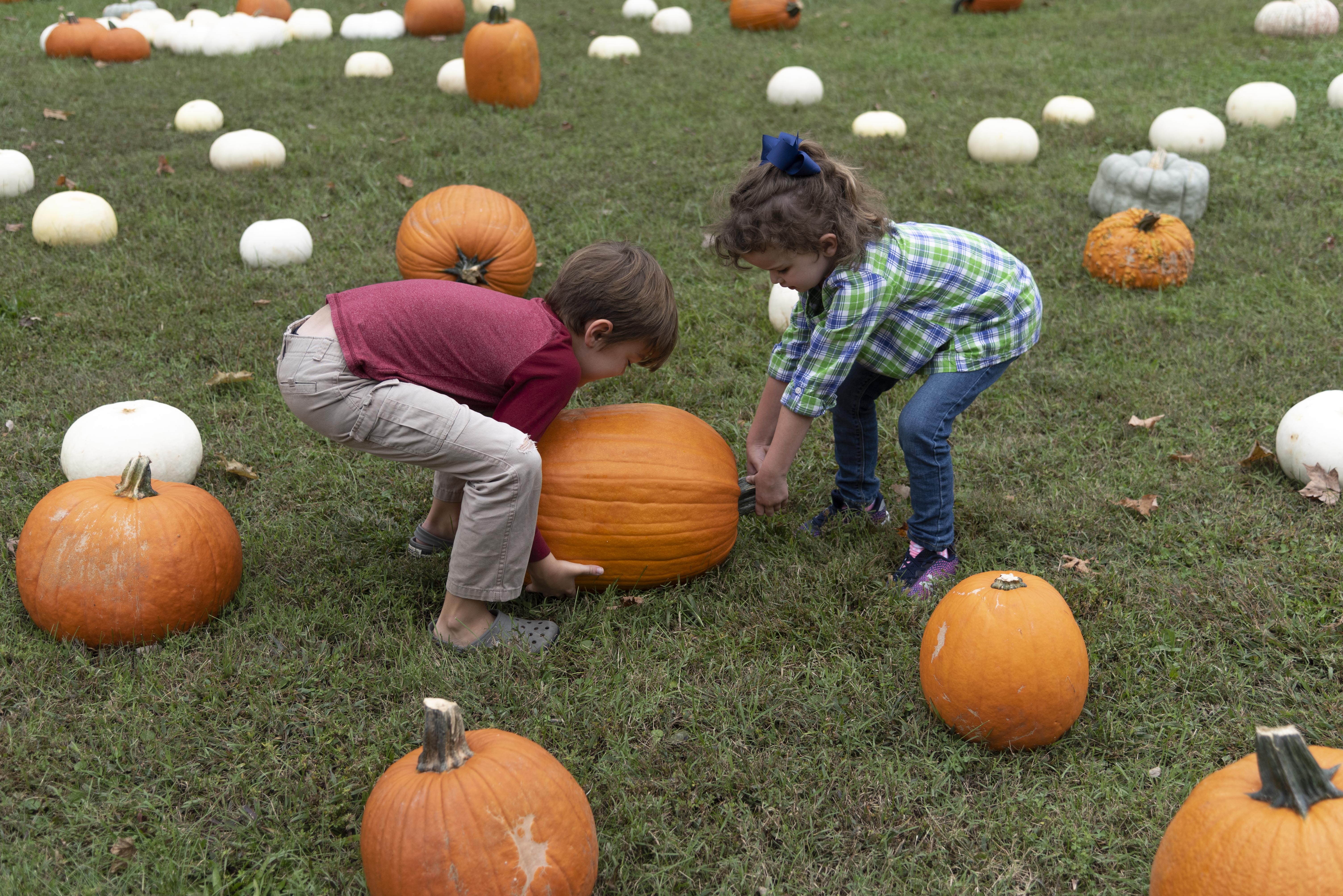 Plot your own pumpkin