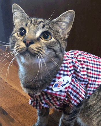 State’s students put Blackburn, Lee ahead