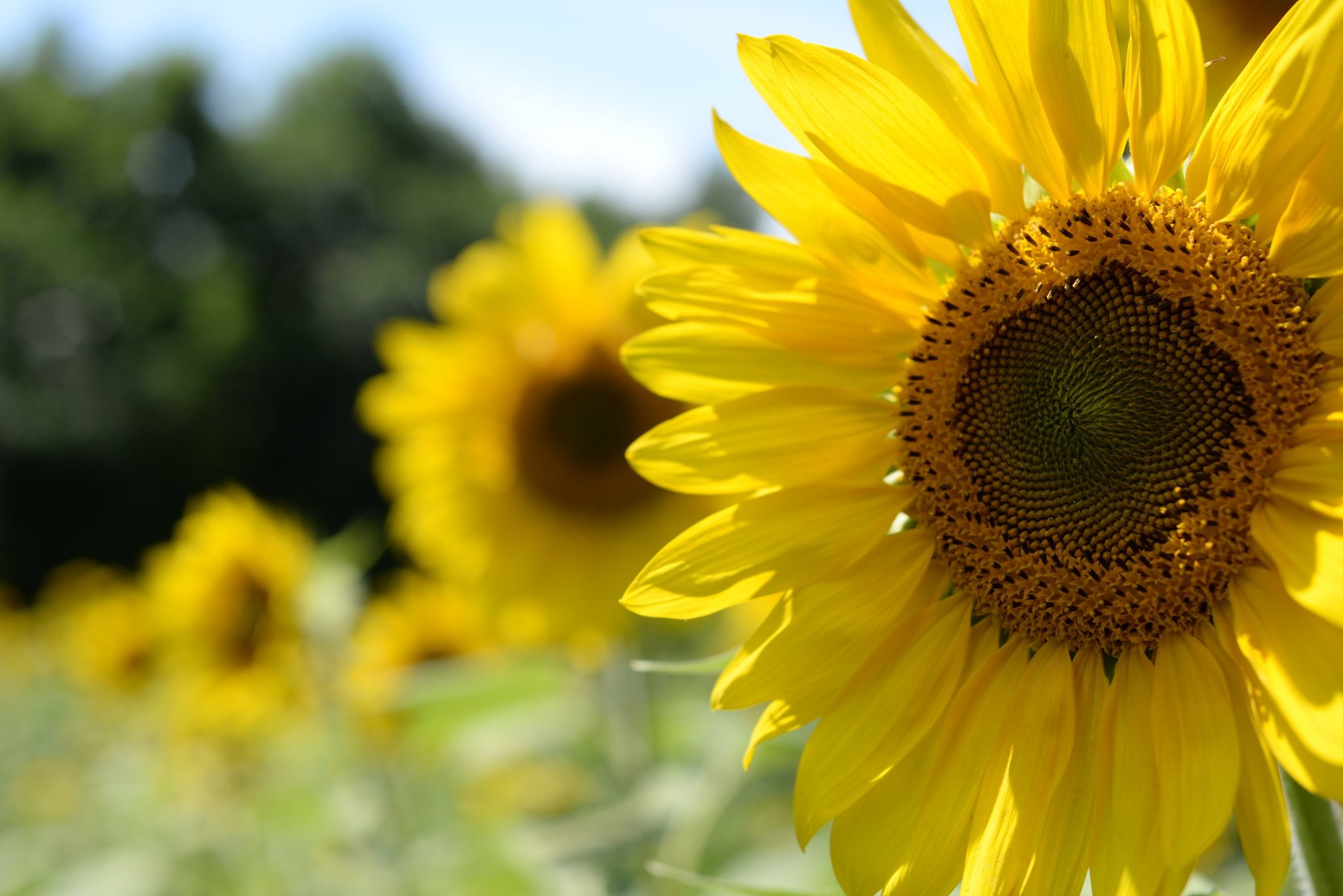 TWRA Sunflower Knox TN Today