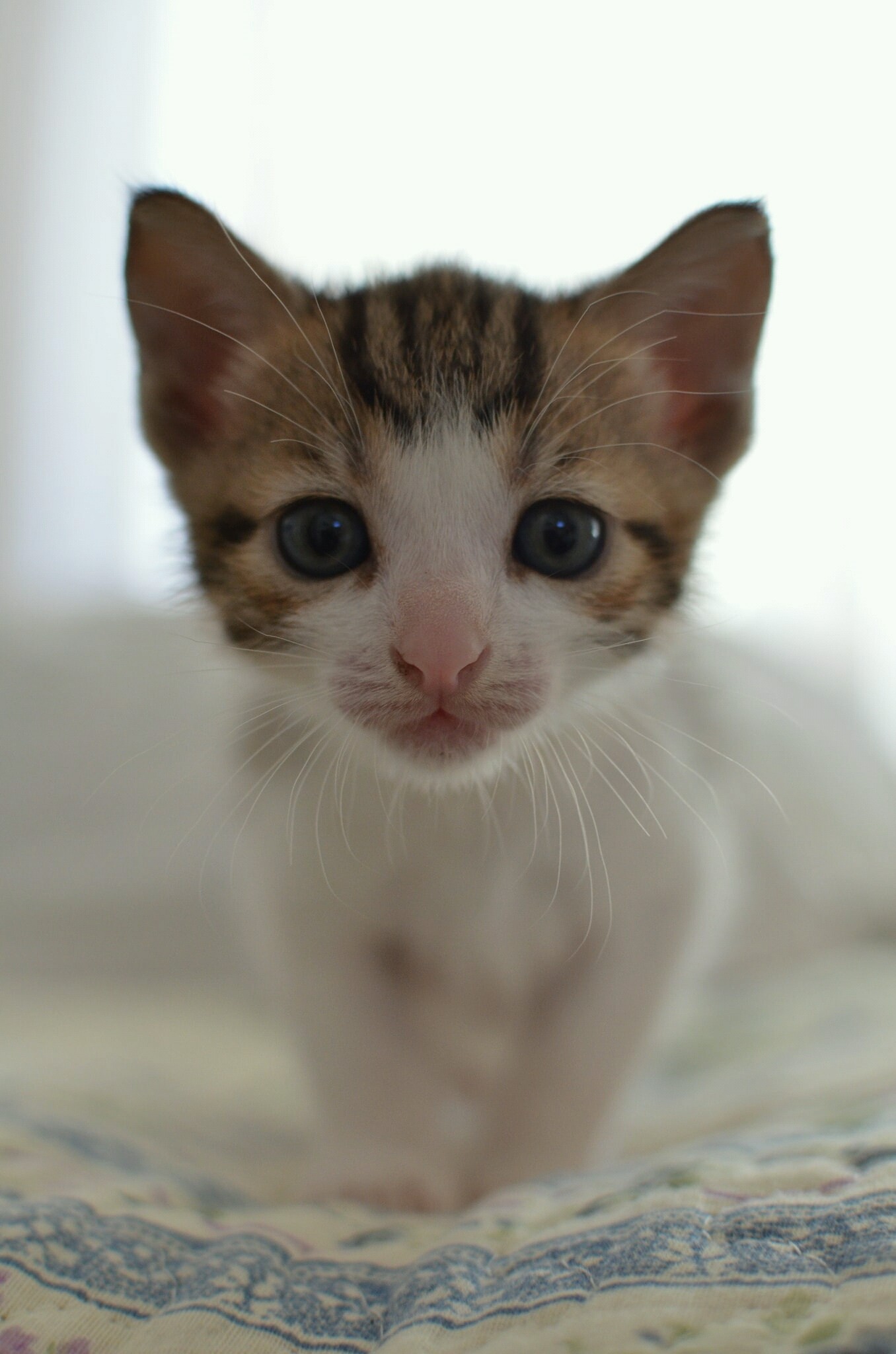 Knox TN Today: Category exclusivity