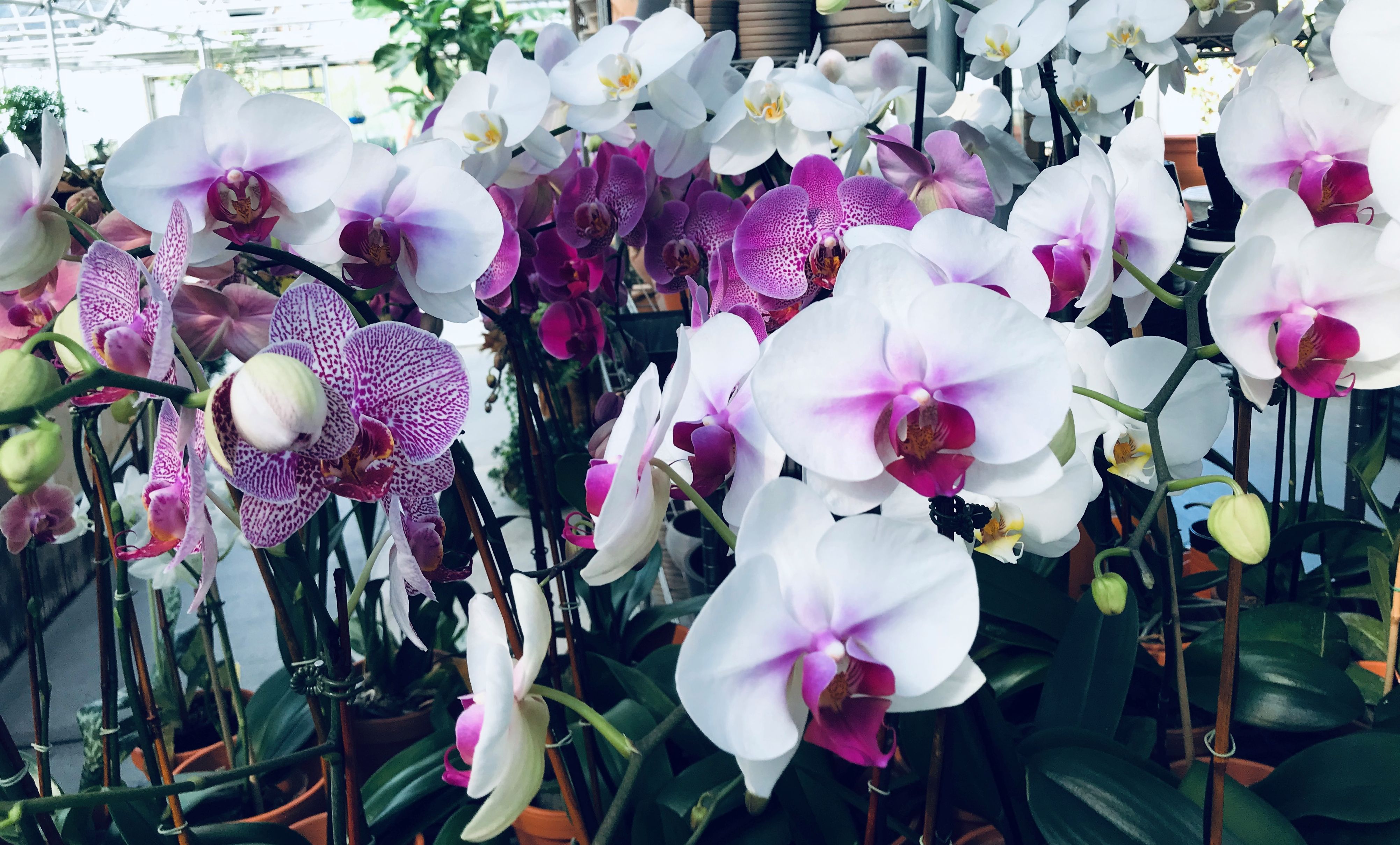 Rosemary, thyme and a bounty of blooms