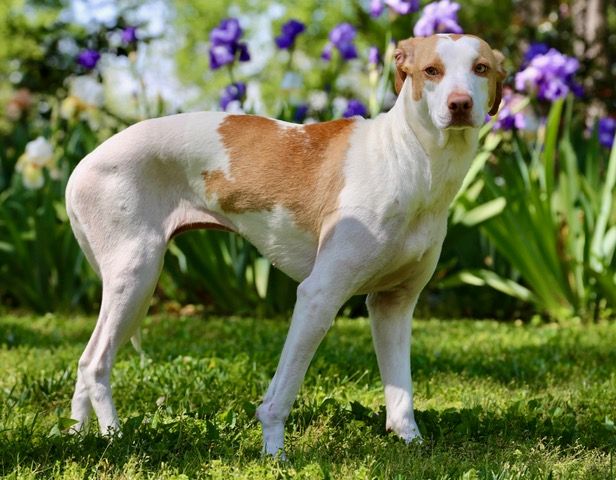 Lindy the dog Is healthy with her adopted family