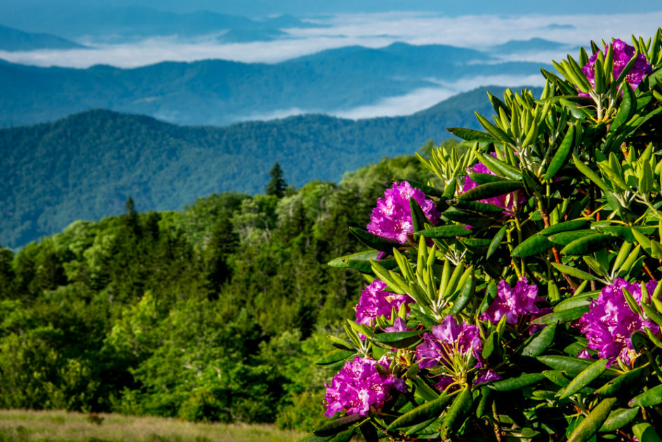 Roan Mountain Vista Knox TN Today