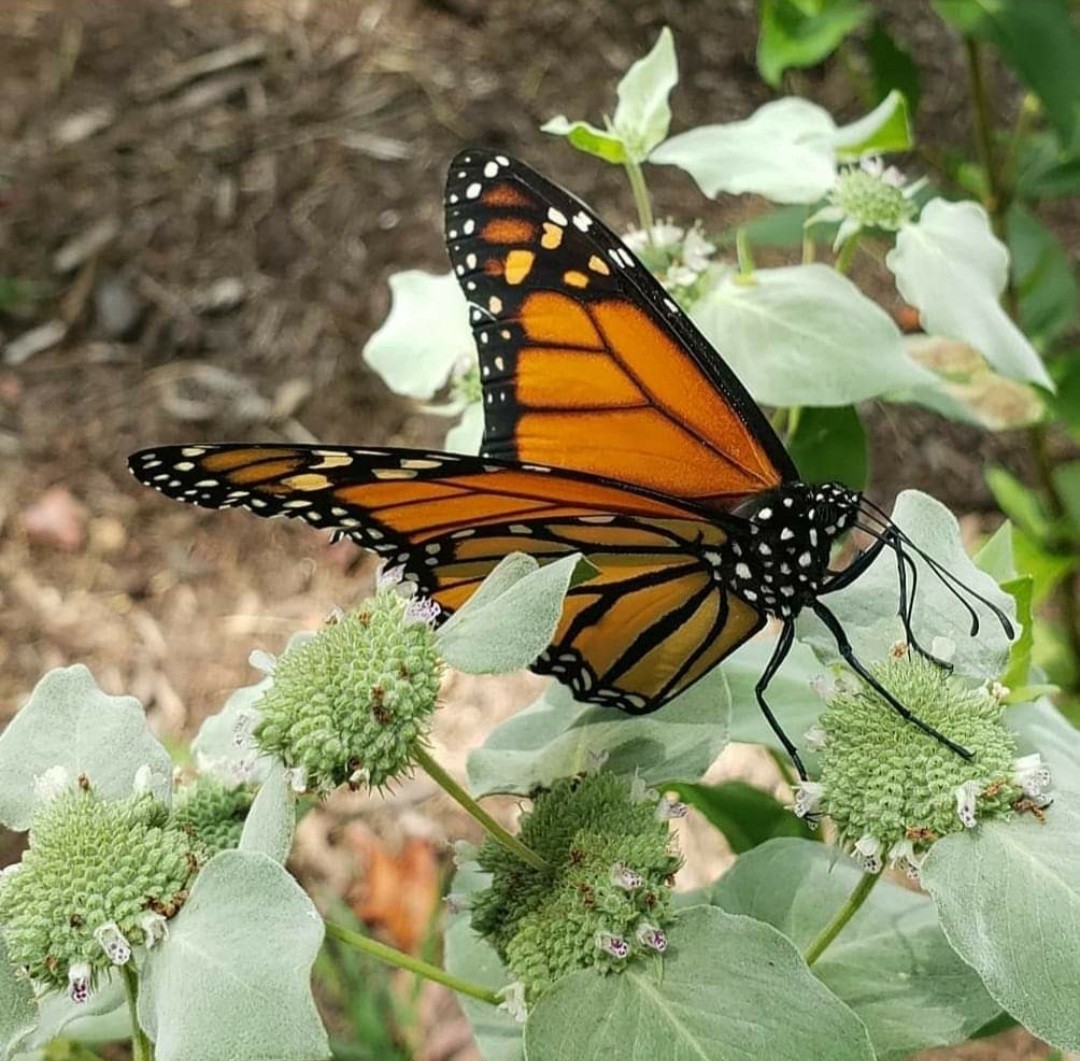 Butterfly Festival goes virtual