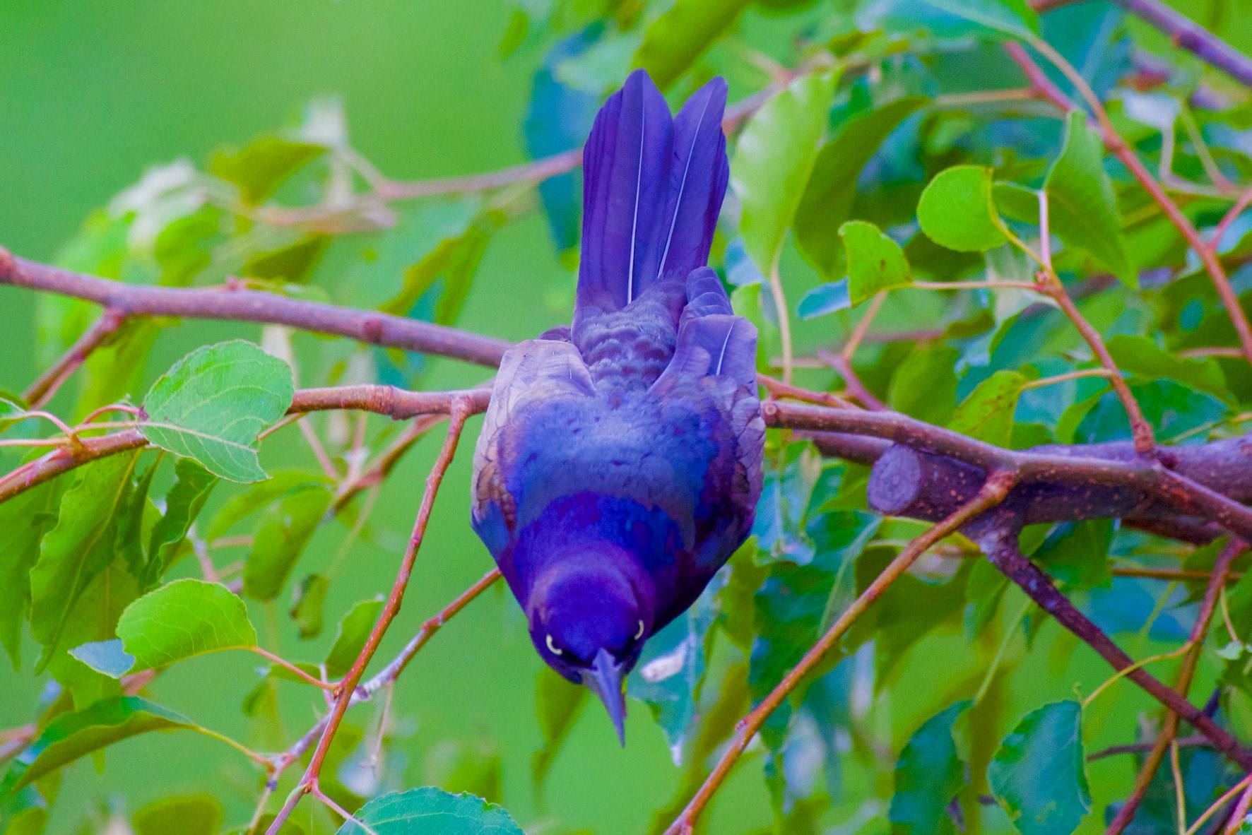 Why in the world would …