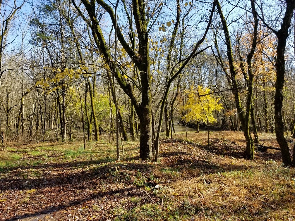 Park comes to life on Emory Road