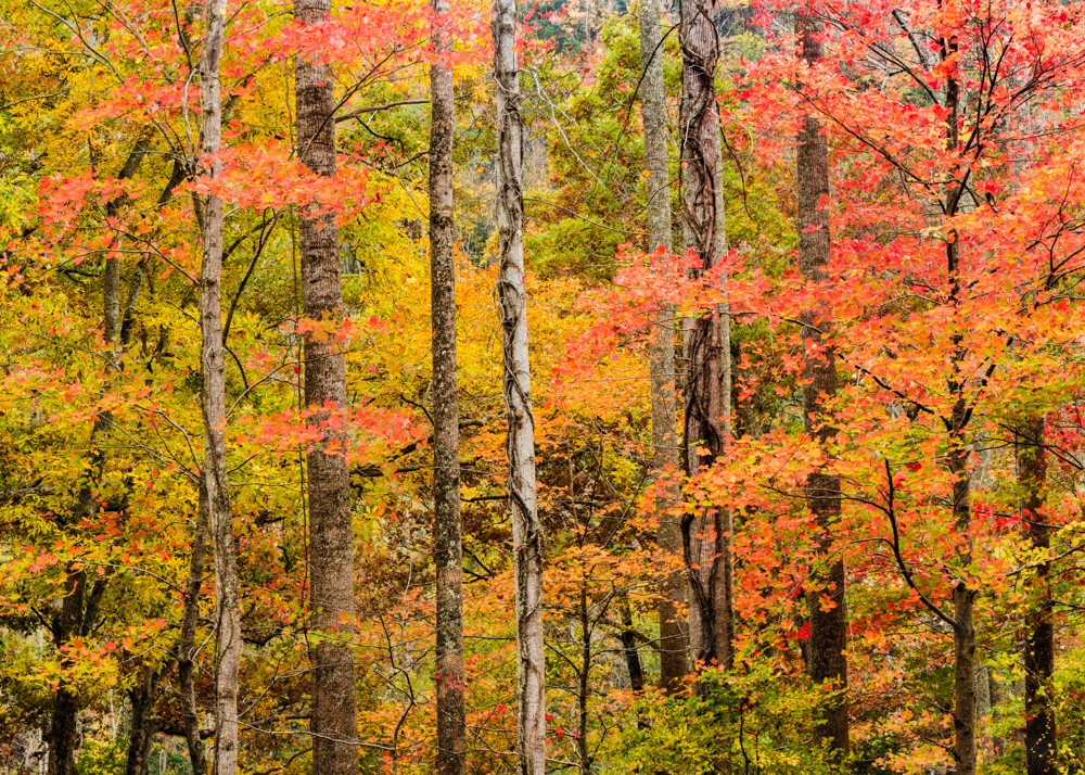 Fall colors peak on the Tail of the Dragon