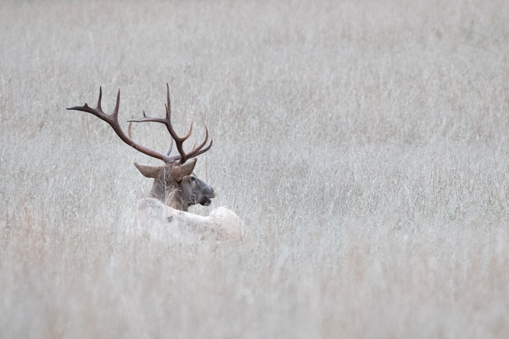 Relaxing in the tall grass