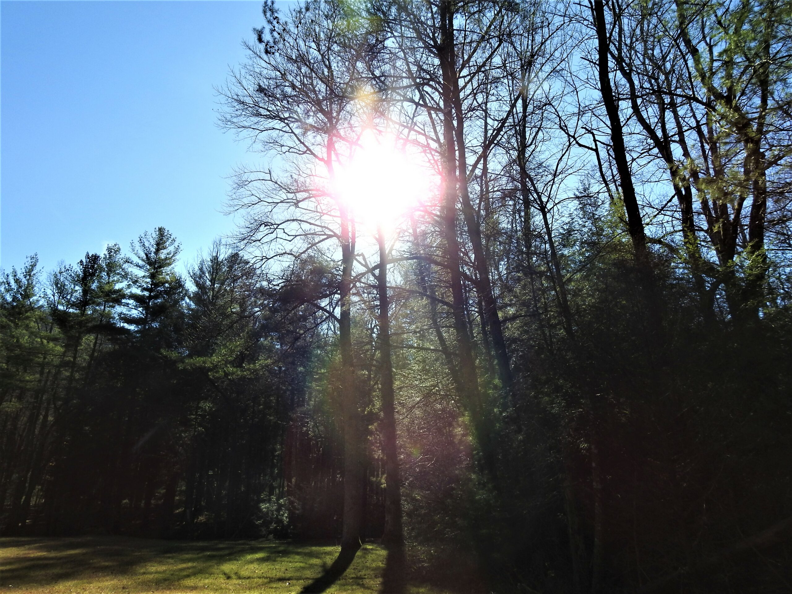 Tree ID class at UT Gardens