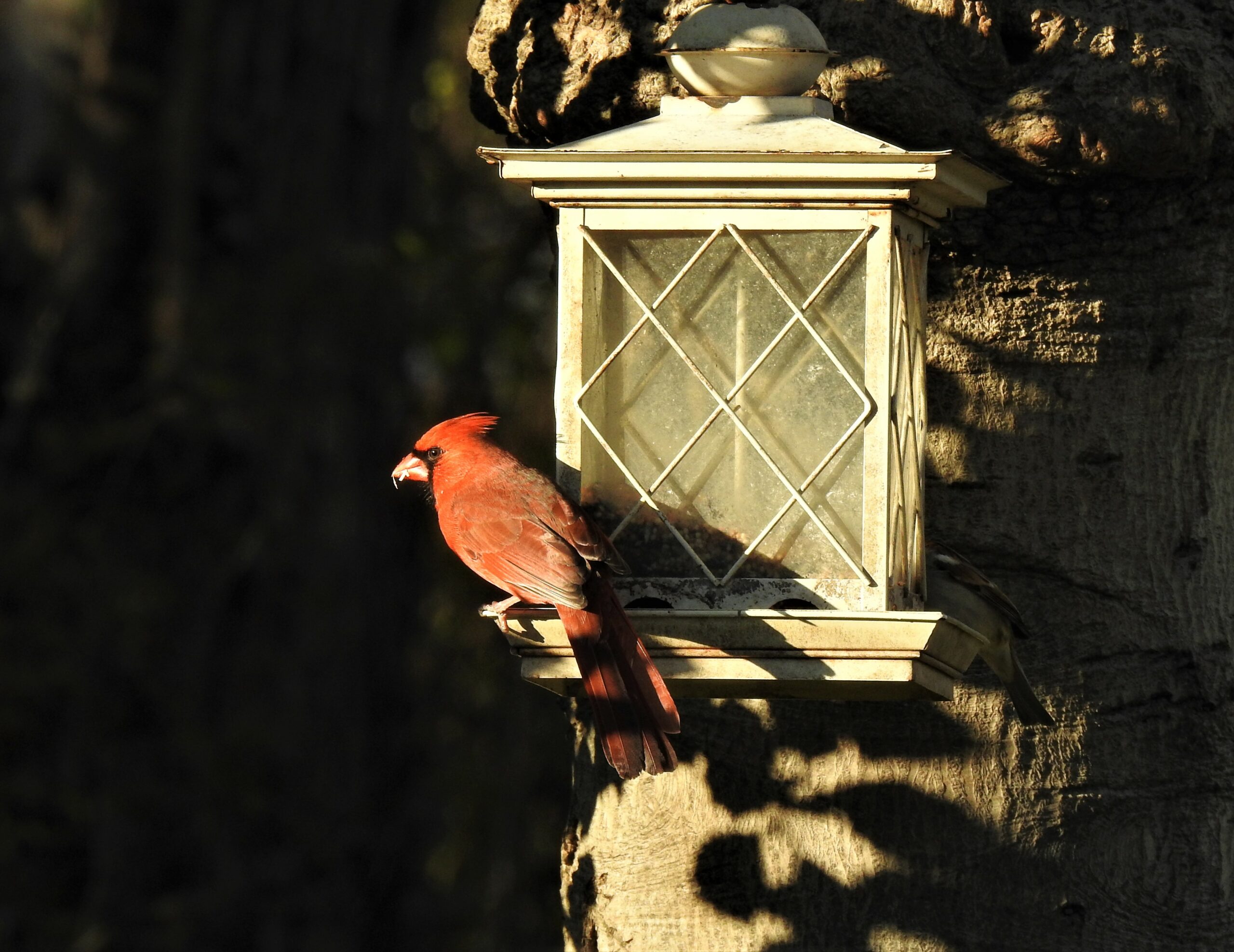 The Great Backyard Bird Count