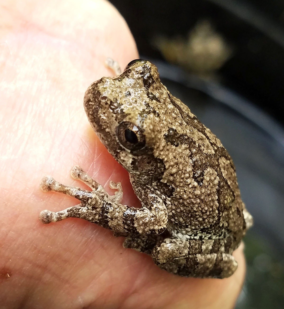 Hum (or croak) with a courting bullfrog