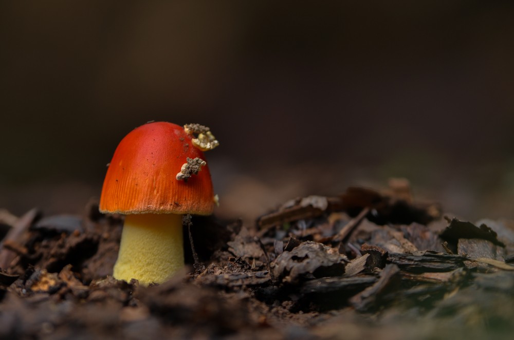 Some kind of mushroom …