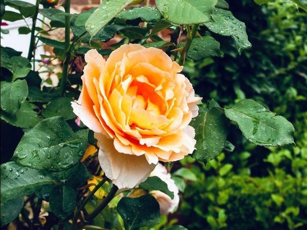 Open rose gardens this weekend