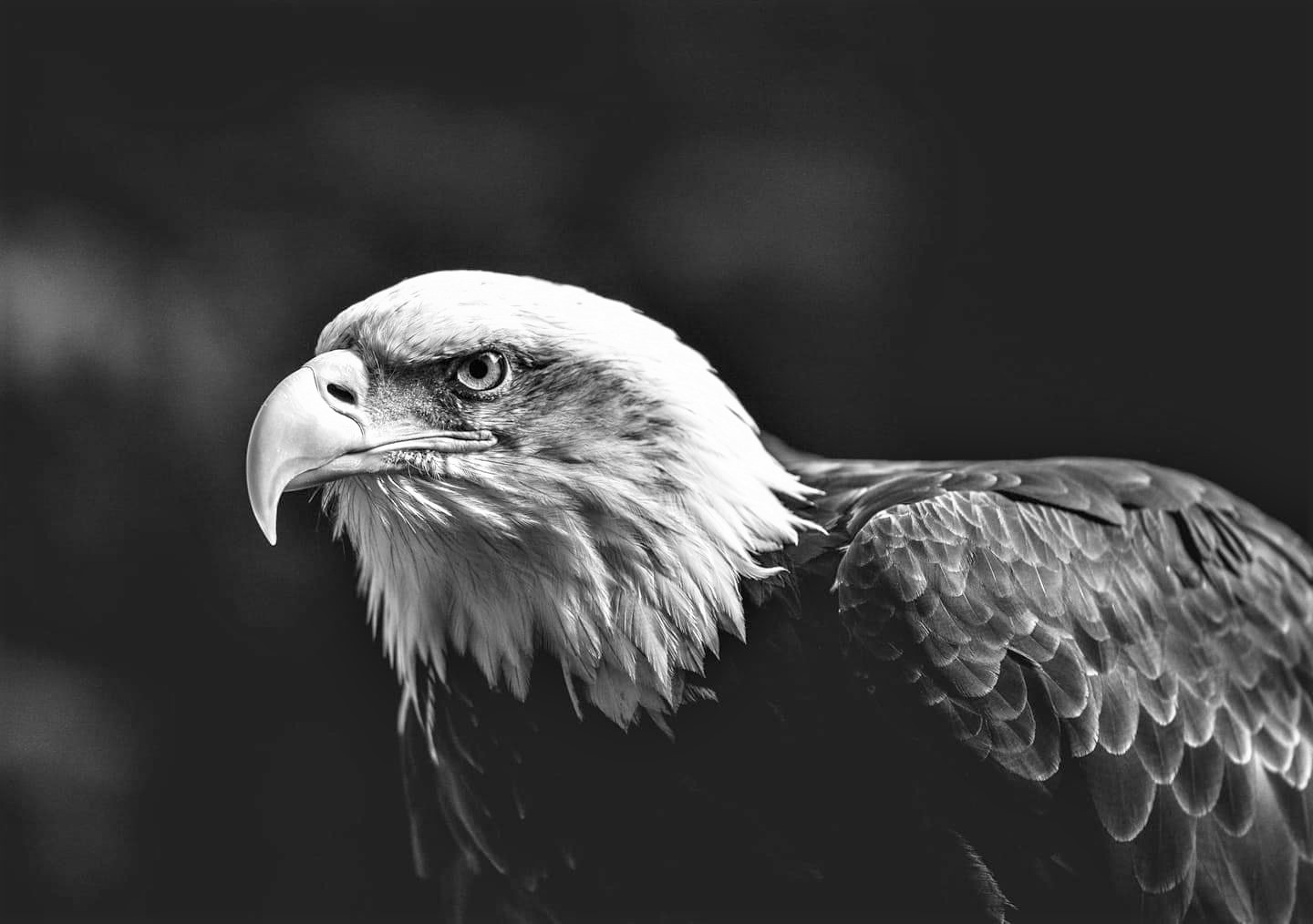 Celebrating an American icon