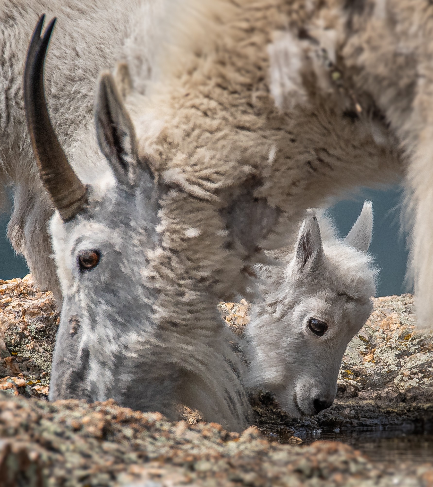 Seriously, this is the GOAT