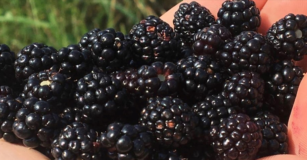 Blackberry picking for the kids at Seven Islands Knox TN Today