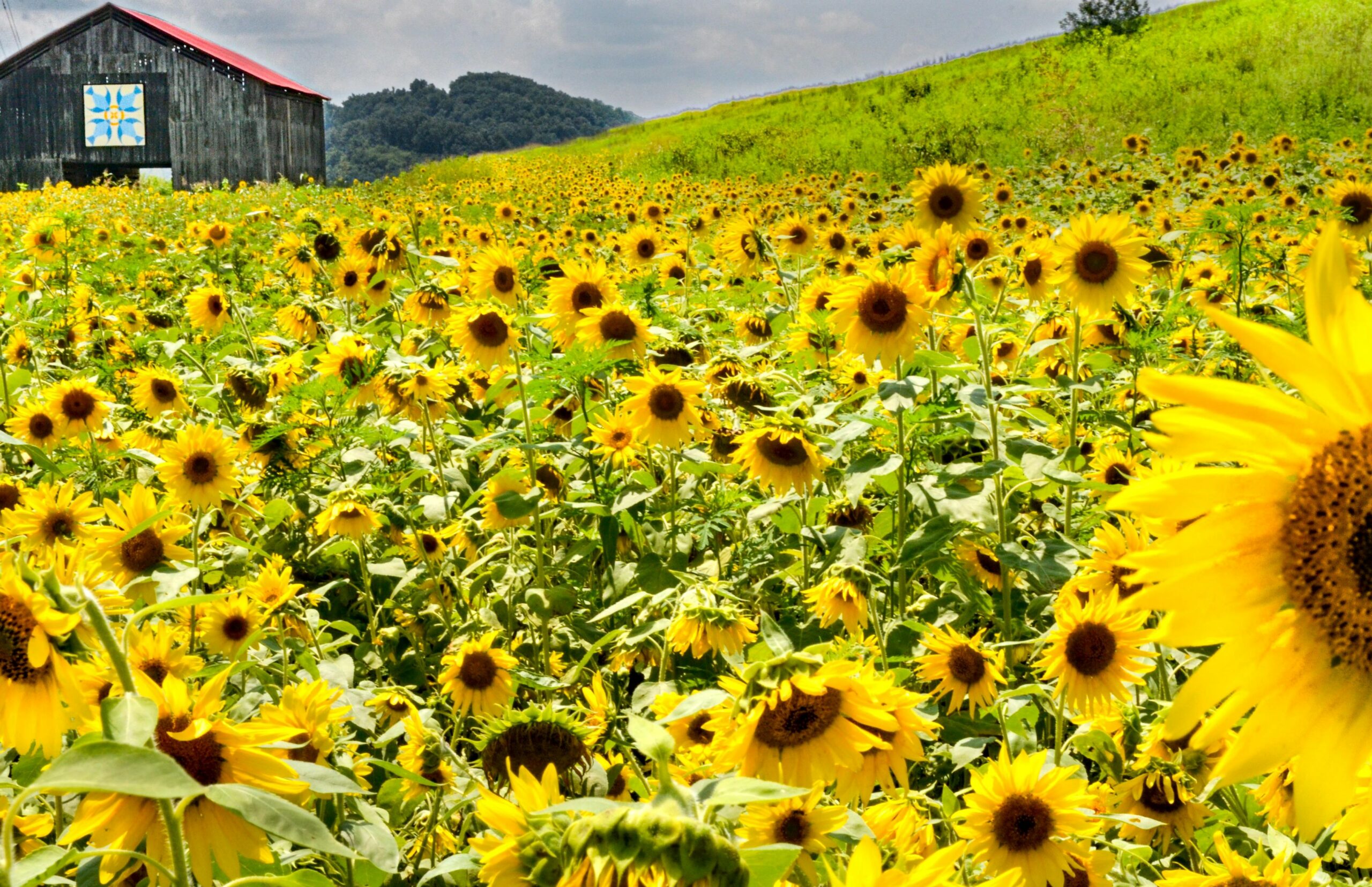 Splendor of sunflowers Knox TN Today