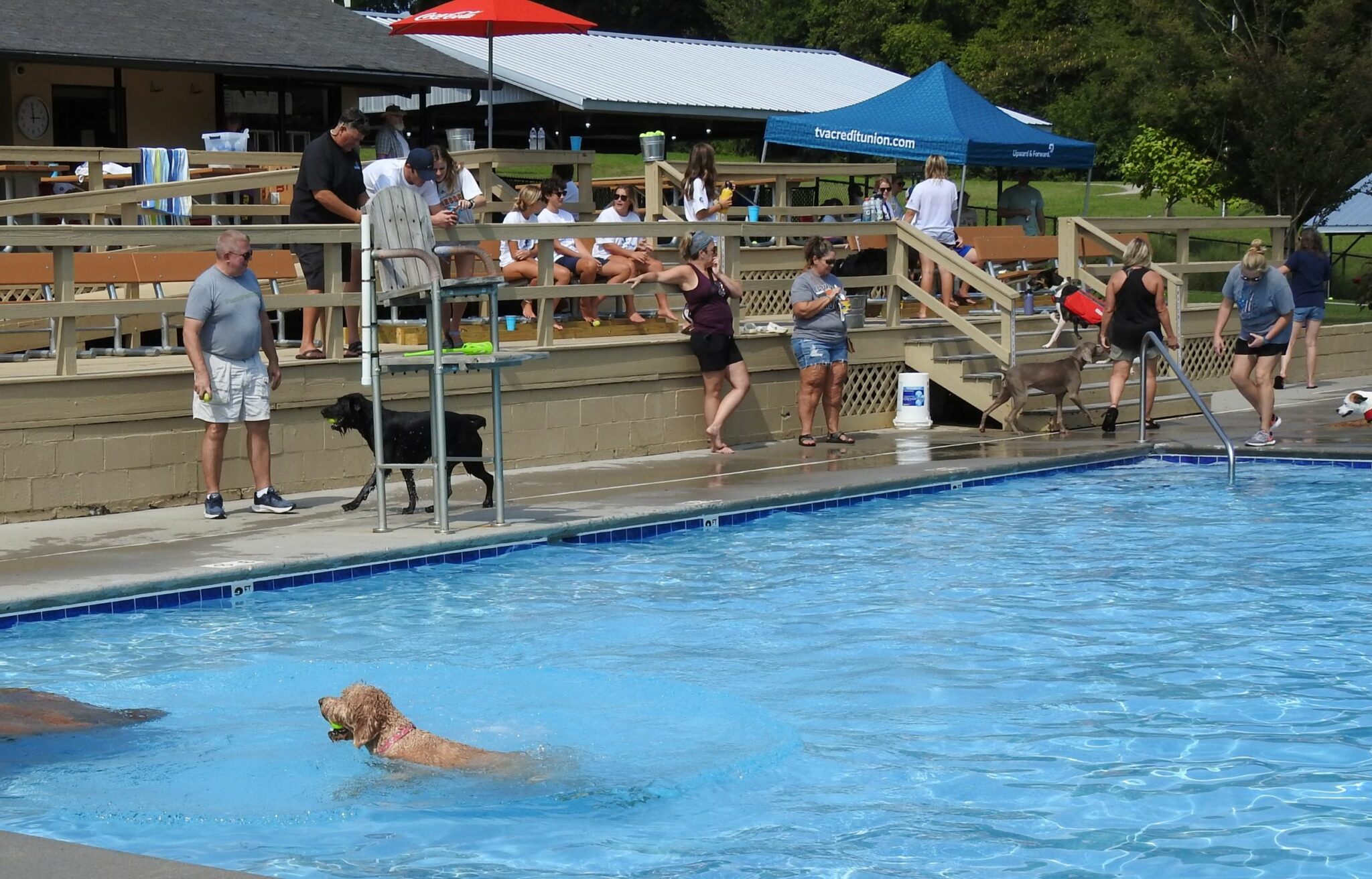 A dog day afternoon at Inskip Pool Knox TN Today