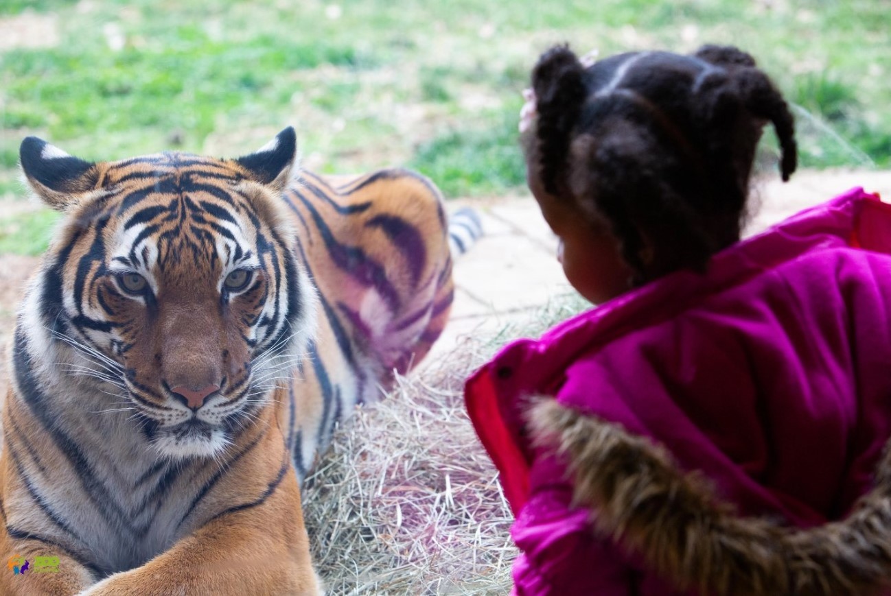 Zoo Knoxville: Where every visit supports wildlife