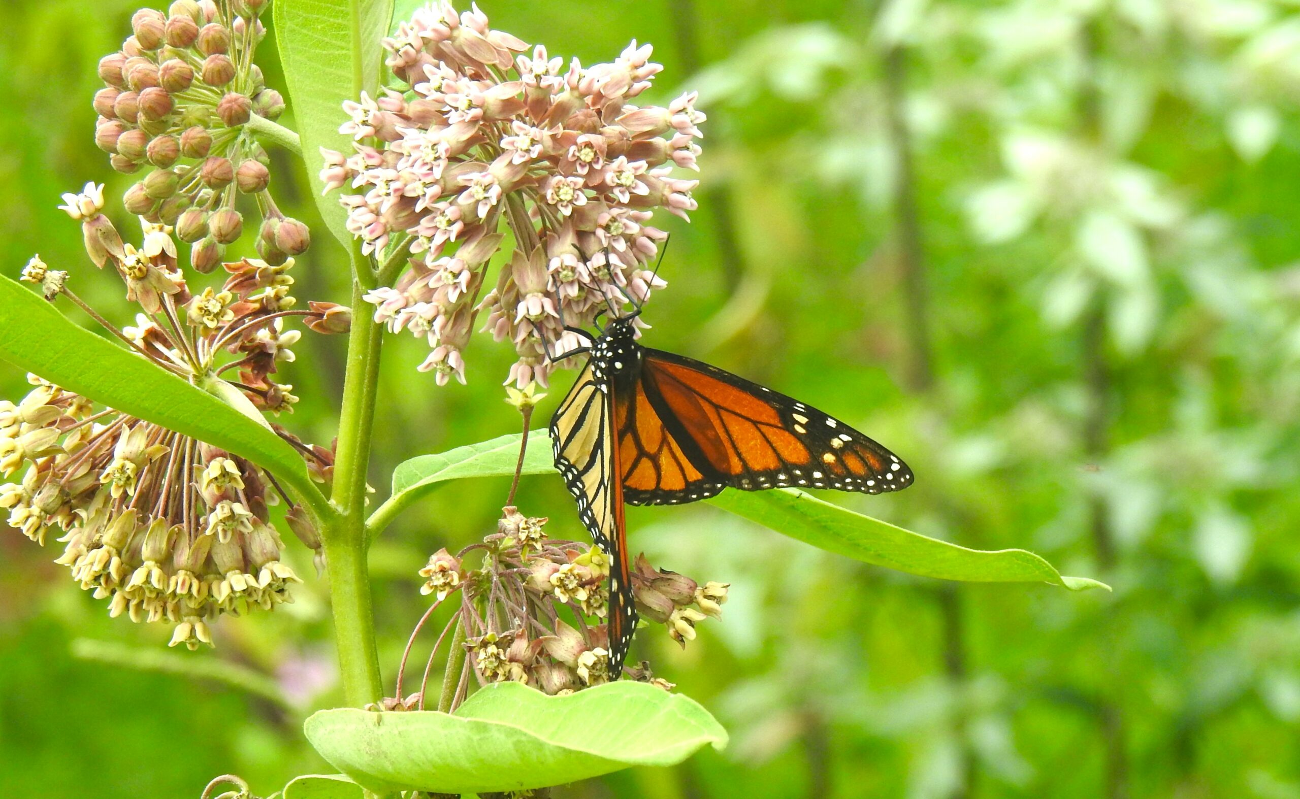 Friday bird watch … well, it flies