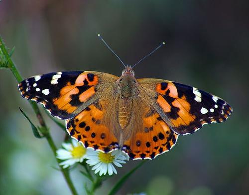 The Butterfly Festival returns