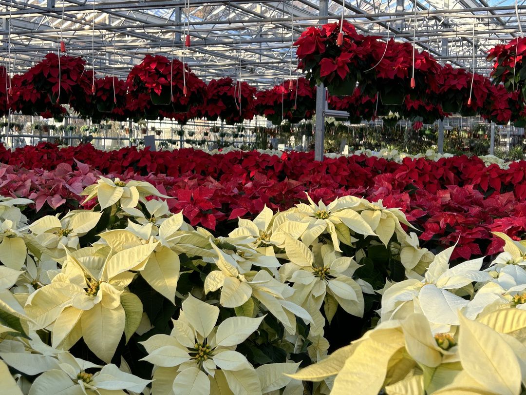 Poinsettias: Mexican Fire Plant