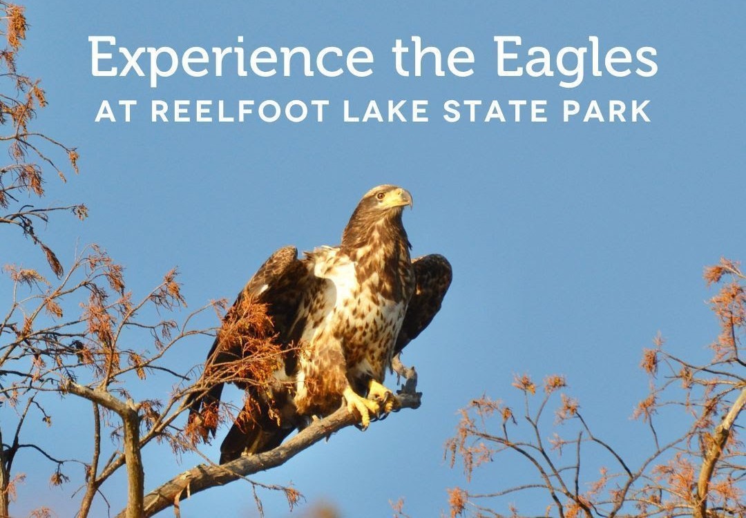 Eagles visit Reelfoot Lake