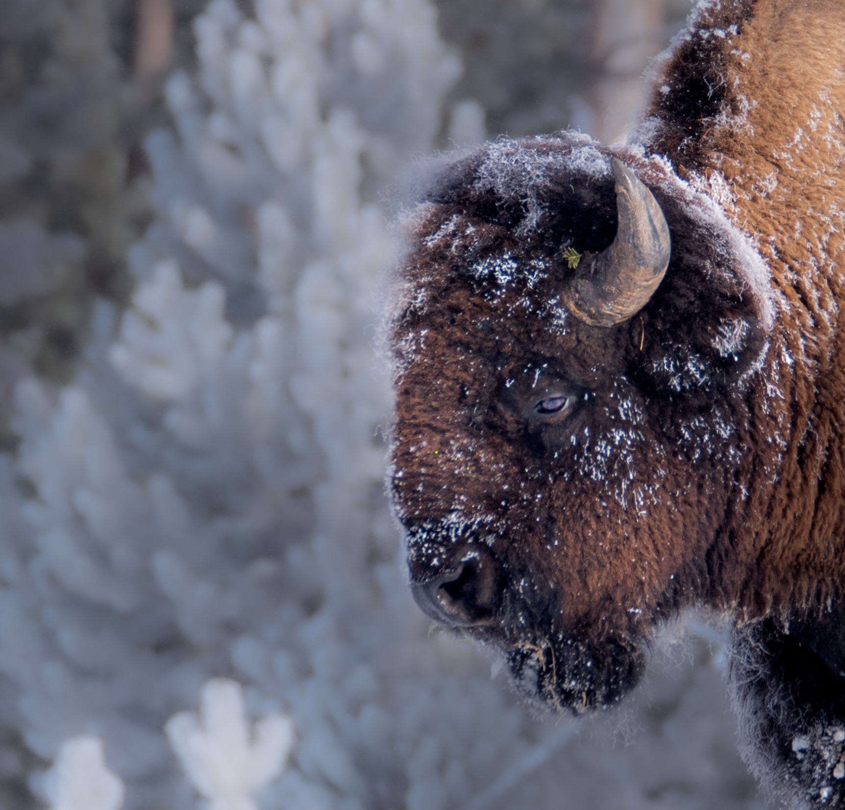 Frosty Bison