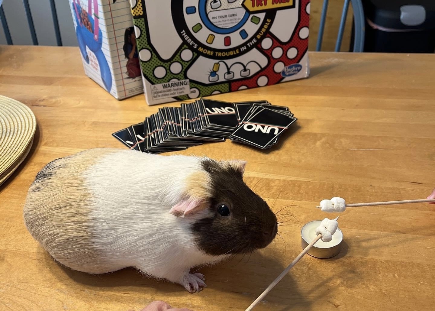 Cindi Ellison’s rehomed and rescued menagerie