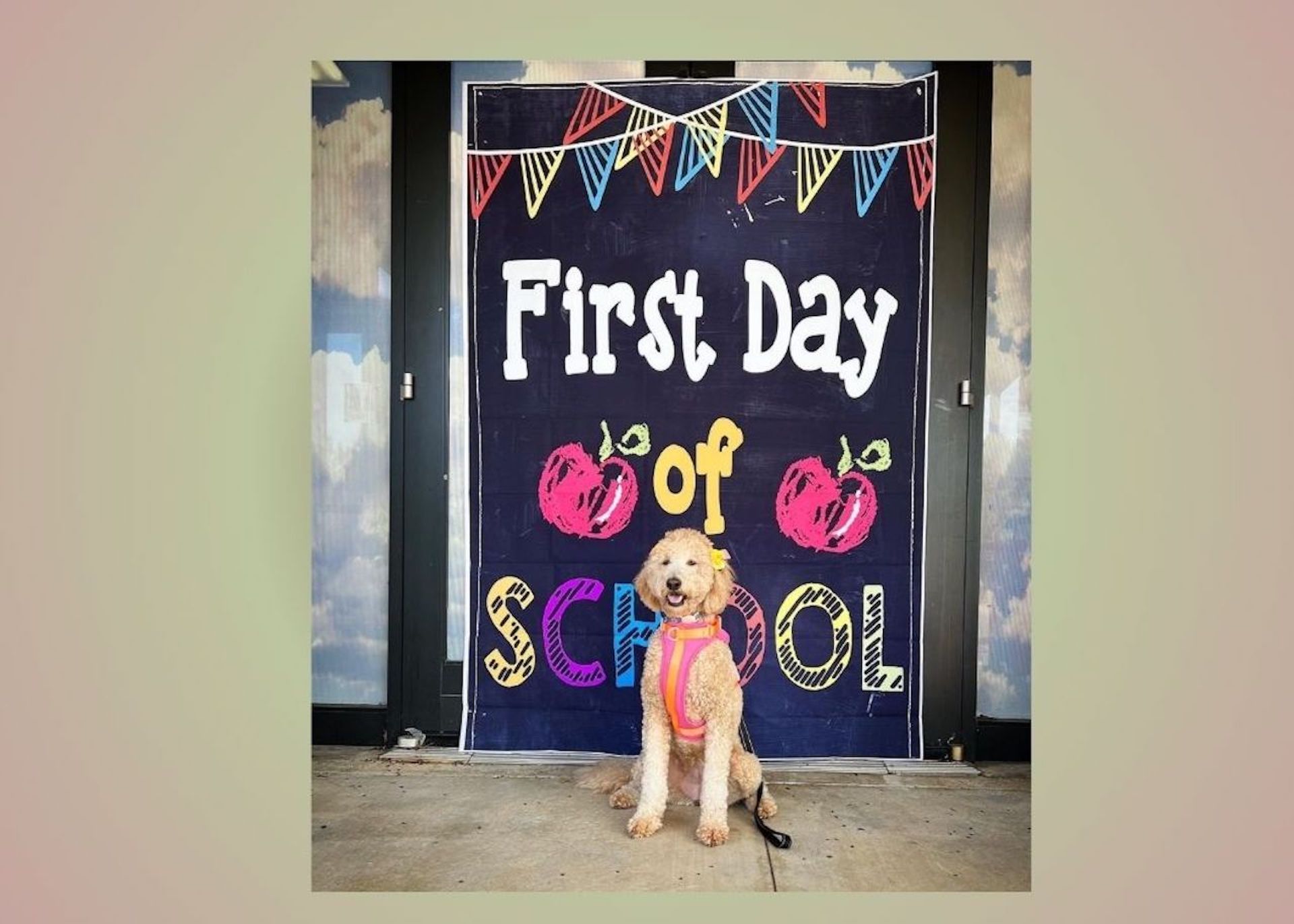 Every dog has its day