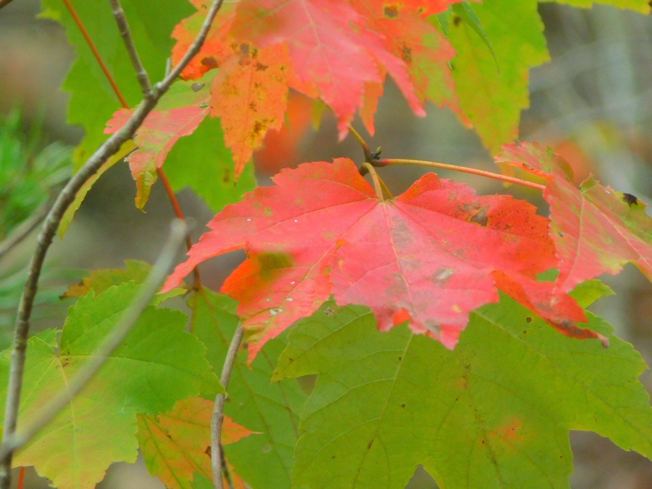 Dry weather hurts leaf color in the Smokies
