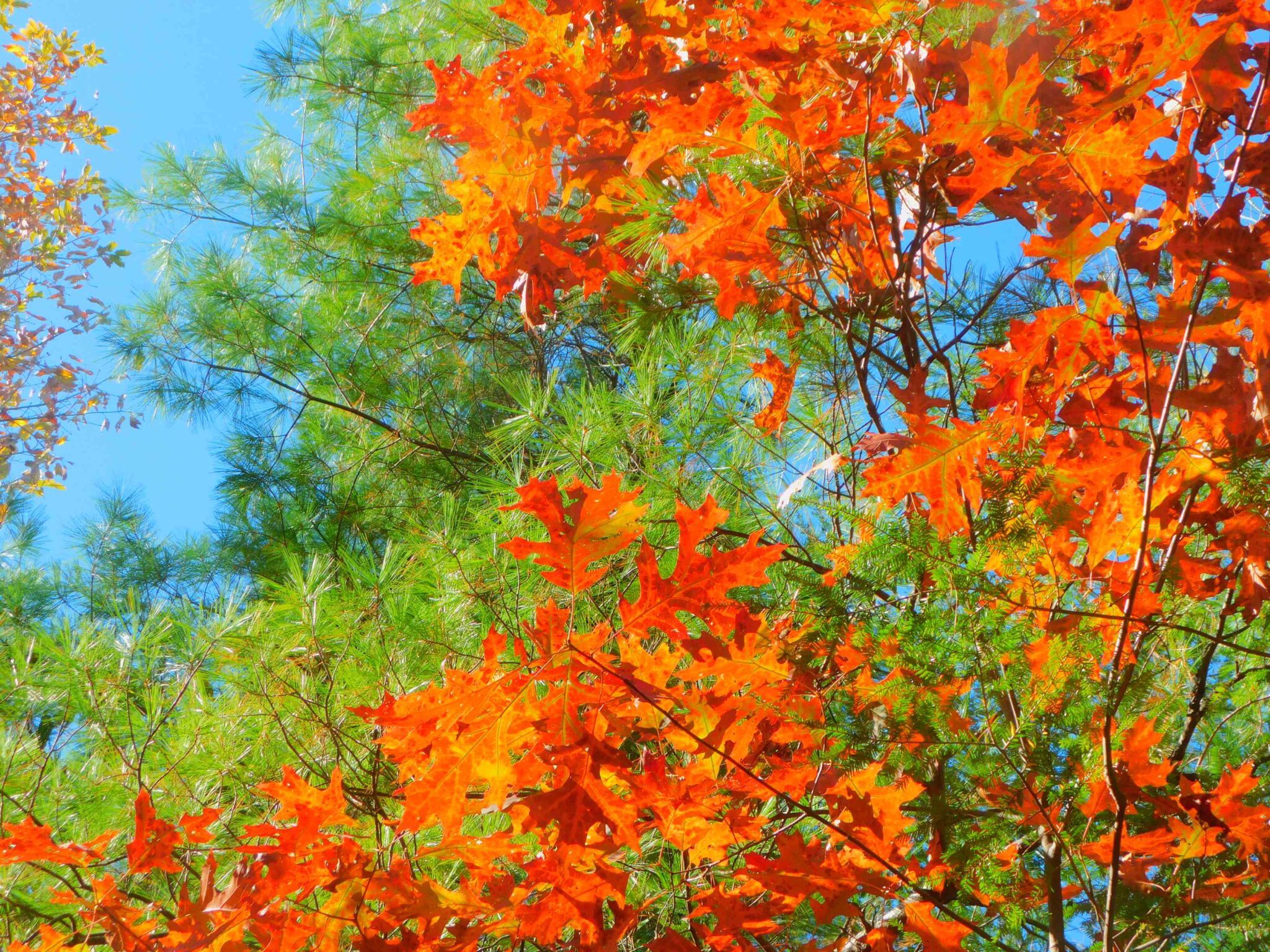 Foliage fades on Rabbit Creek Trail Knox TN Today