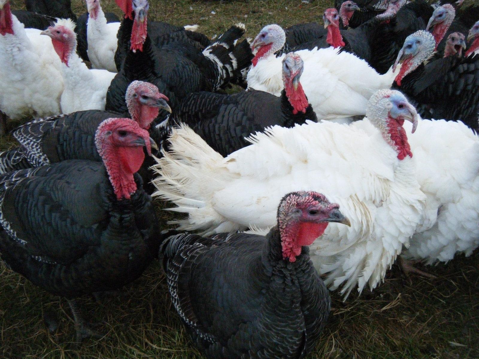 In gratitude for farms and food