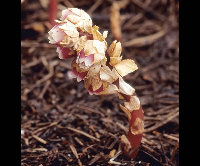Sweet Pinesap alert
