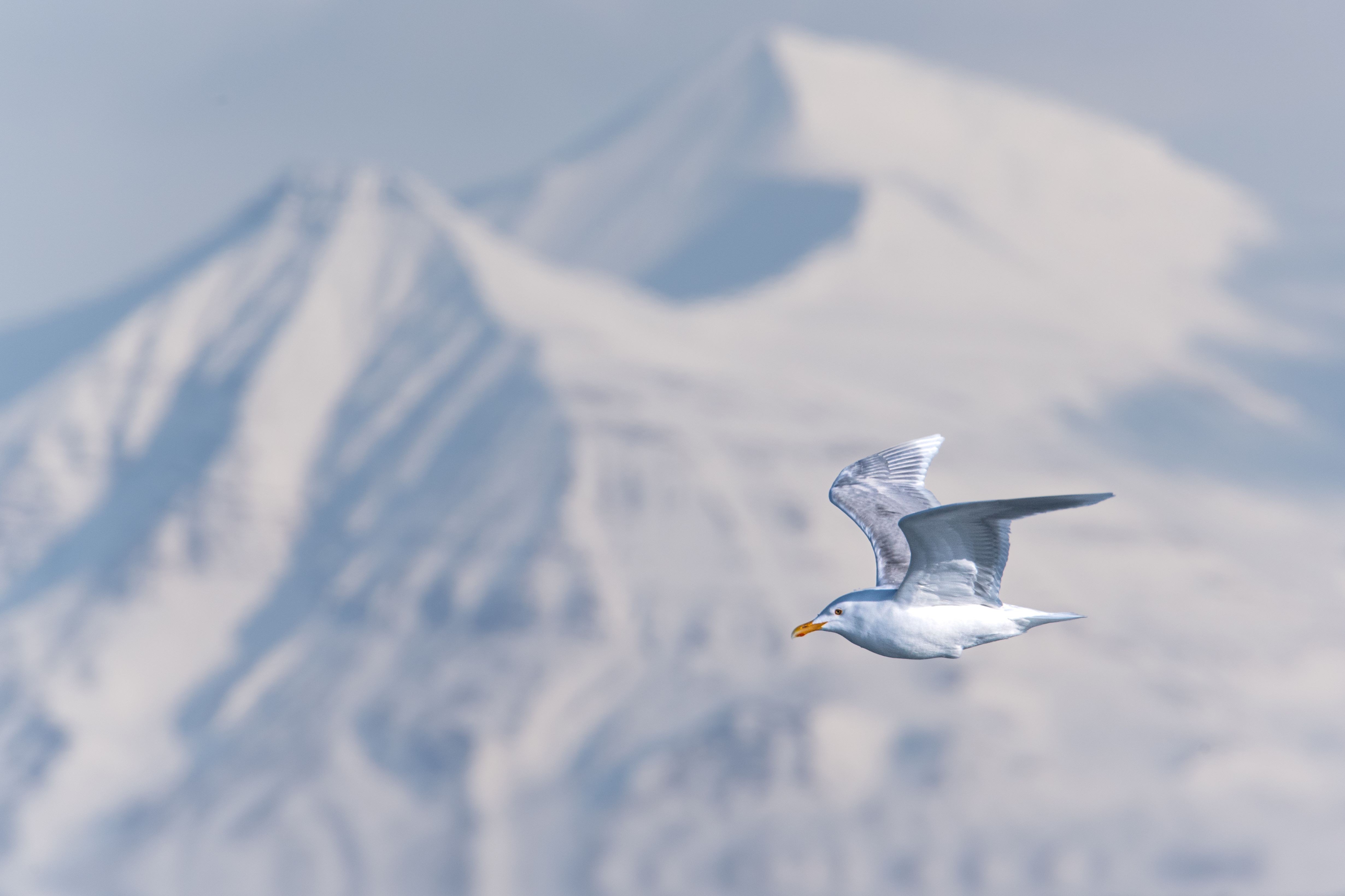 Wind Surfer