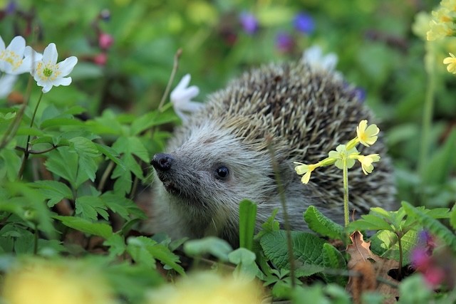 Hedgehog is the Animal of the Year