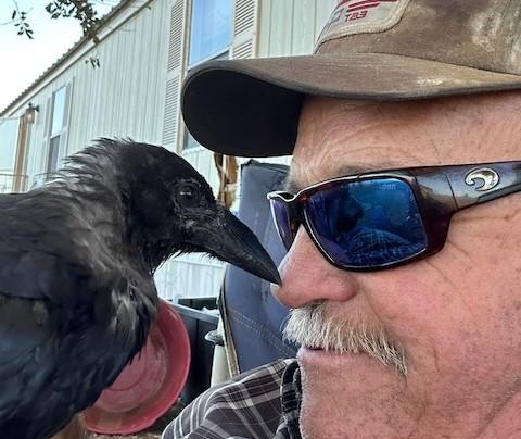 Could your next pet be a crow?