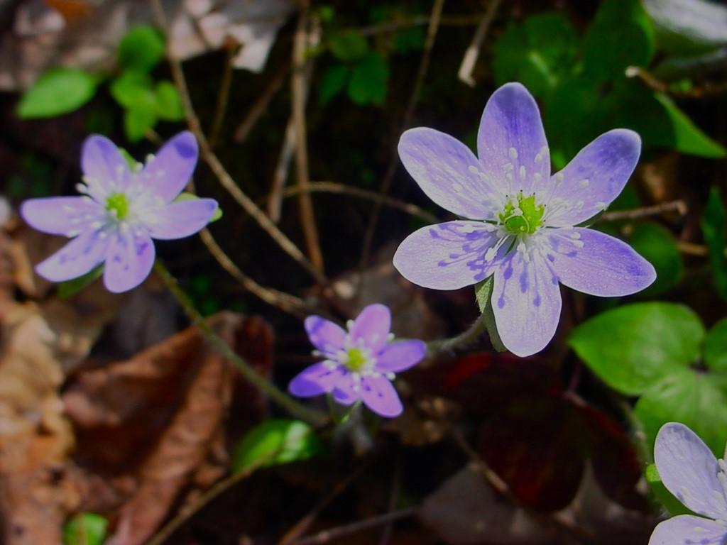 Wildflower lovers – start your engines! 
