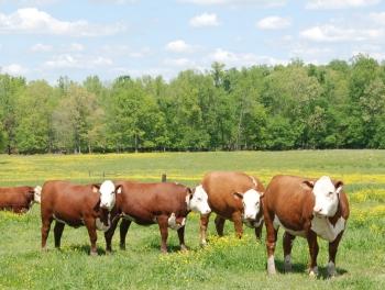 Preserving the rural character …