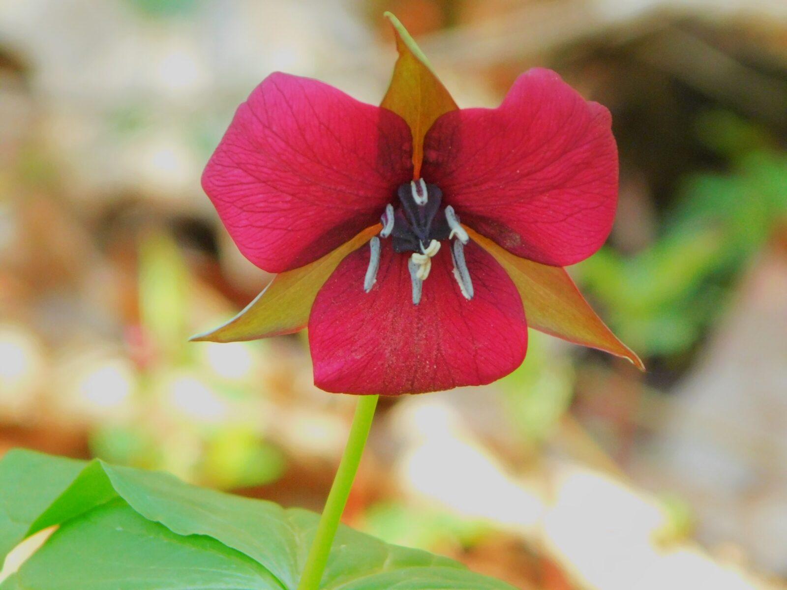 Purple Wake Robin plants are abundant