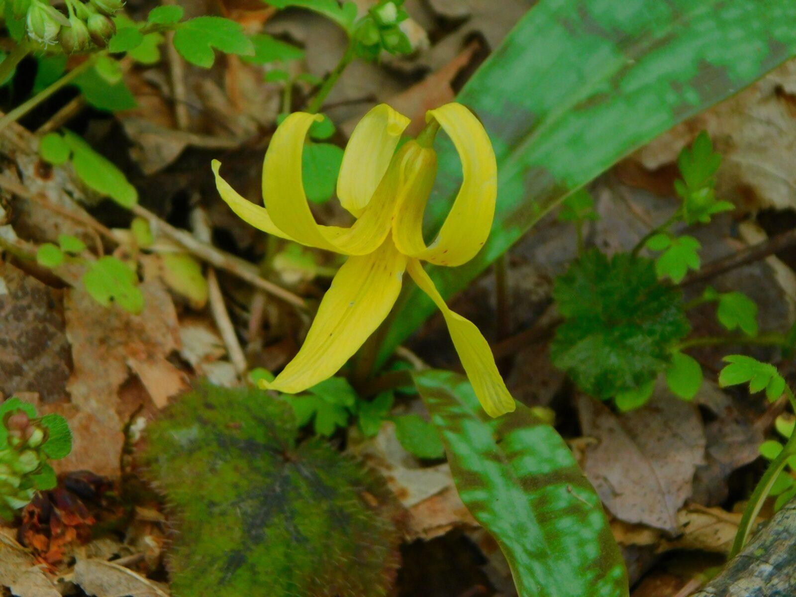 Trout Lily at peak bloom on Porter Creek Trail