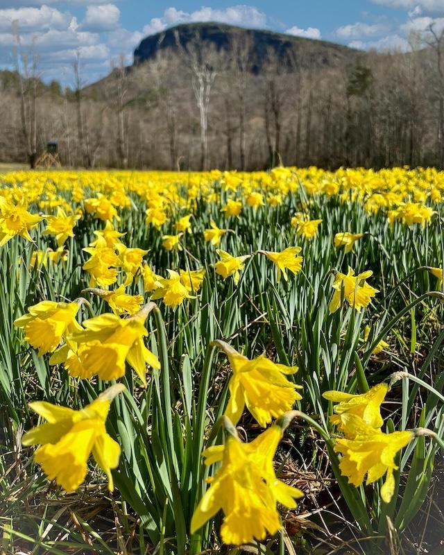 The Honey Badger’s ‘Golden Field of Spring’