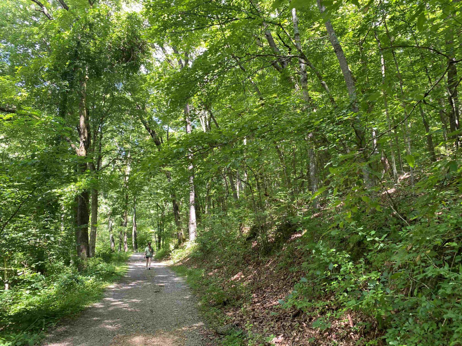 Could microforests help us reclaim neglected spaces?