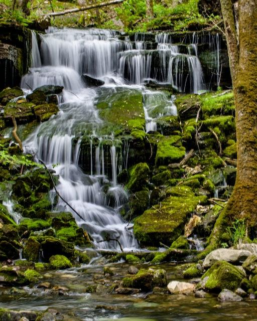 Honey Badger and the Fiery Gizzard